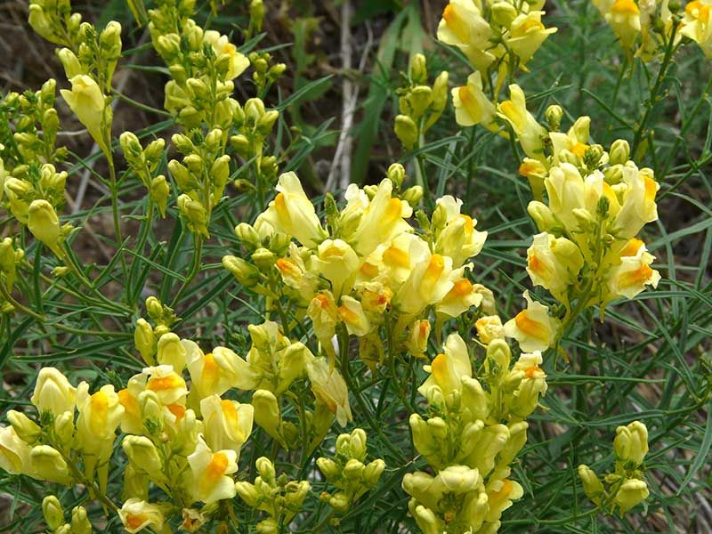Yellow Toadflax (Linaria vulgaris)