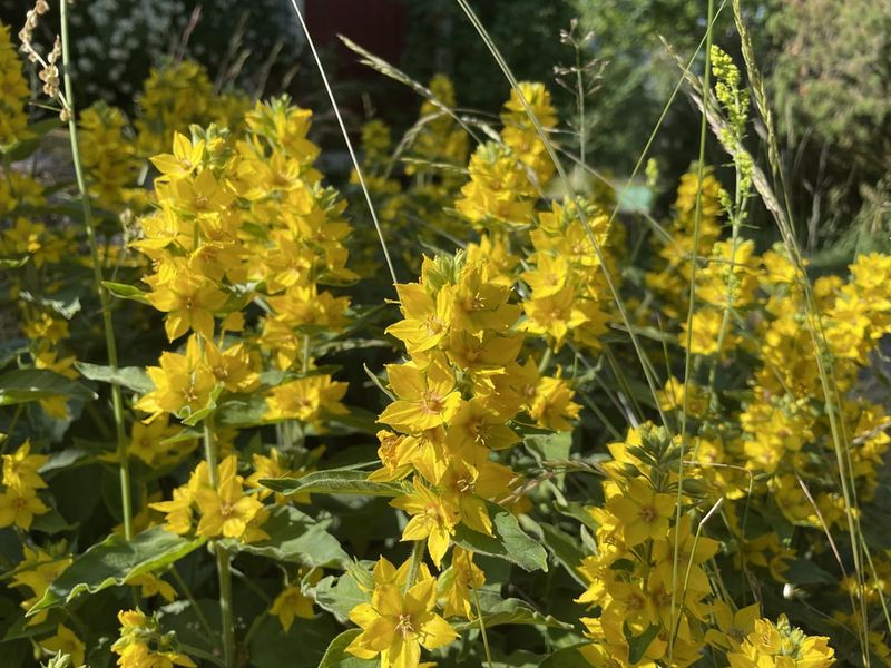 Yellow Loosestrife (Lysimachia punctata)