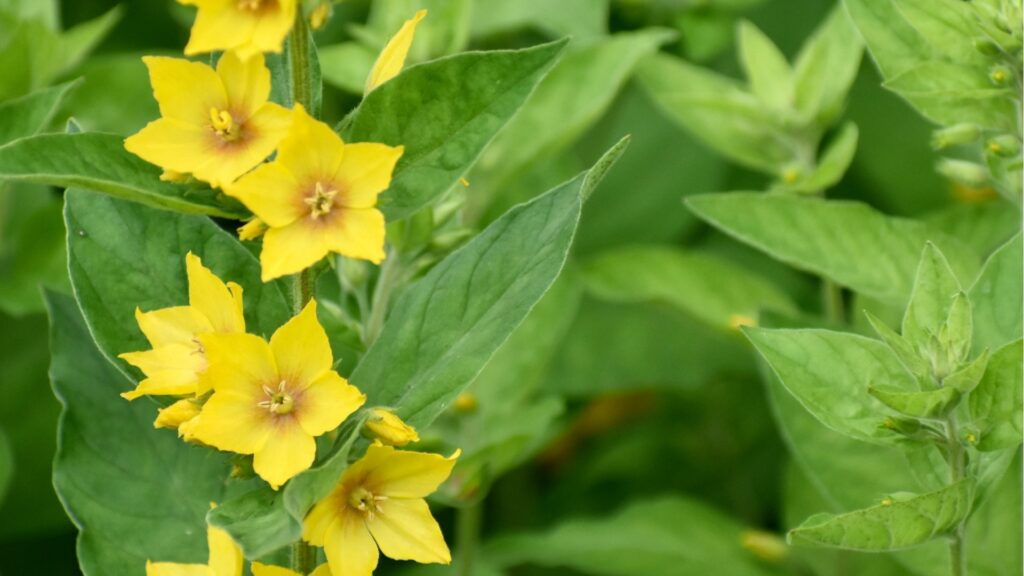 Yellow Loosestrife