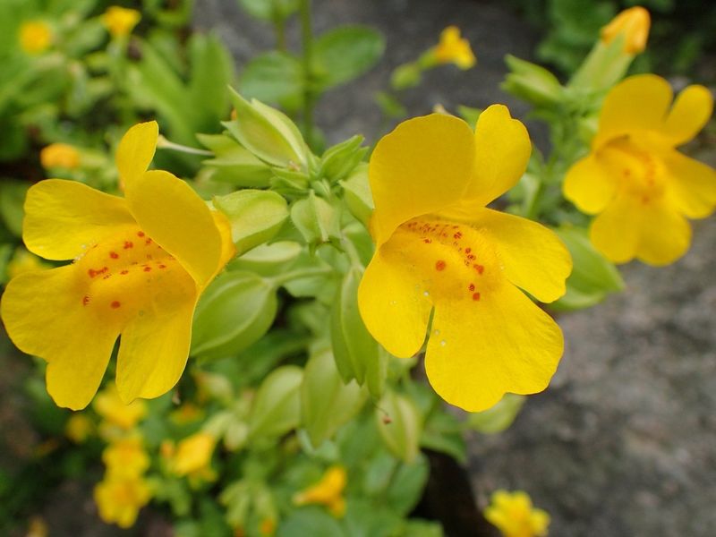 Yellow Monkey Flower (Mimulus guttatus)