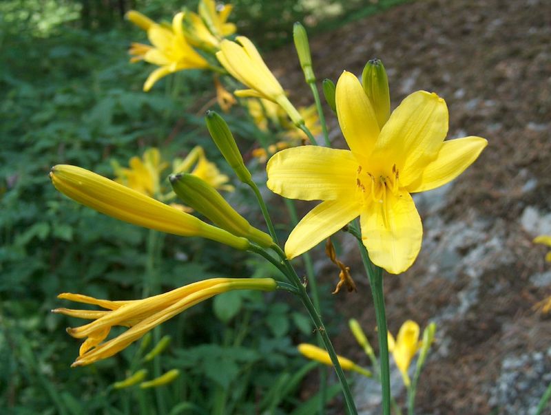Yellow Daylily (Hemerocallis lilioasphodelus)