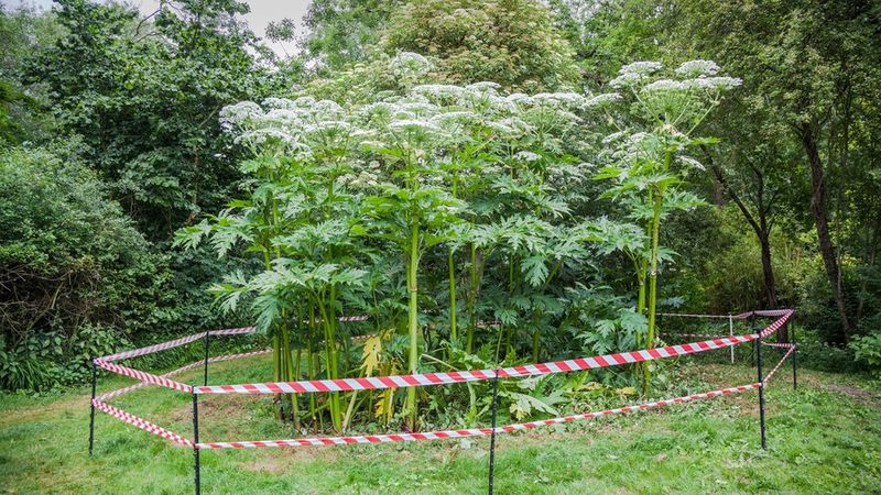 Giant Hogweed: The Dangerous Giant