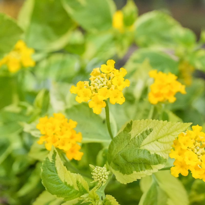 Lantana