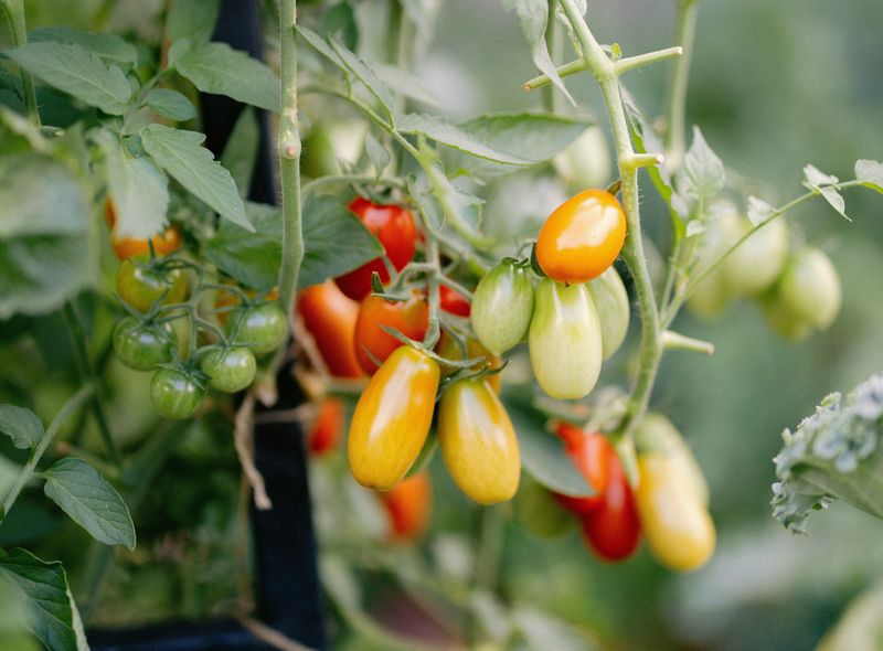 Juliet: The Grape Tomato That Never Quits