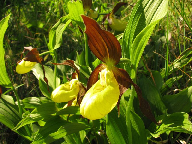 Yellow Lady's Slipper Orchid (Cypripedium calceolus)
