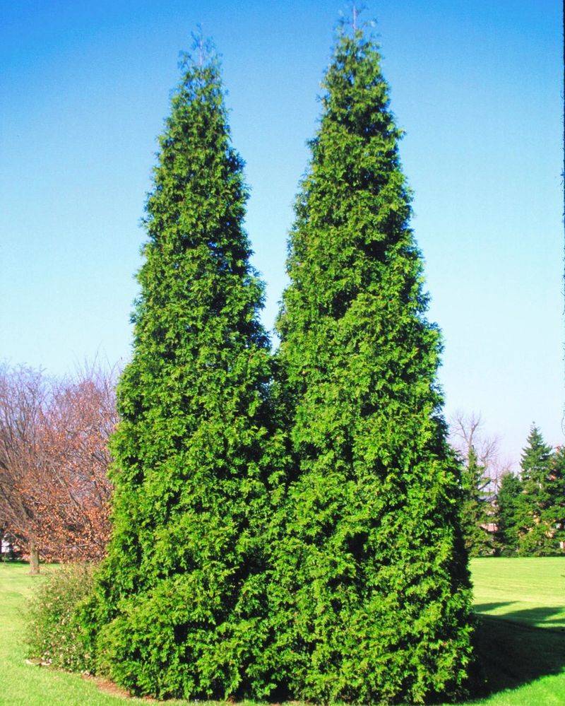 Spring Grove
