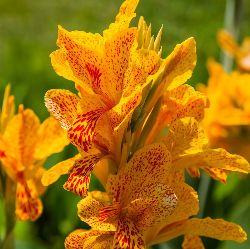 Canna Lilies