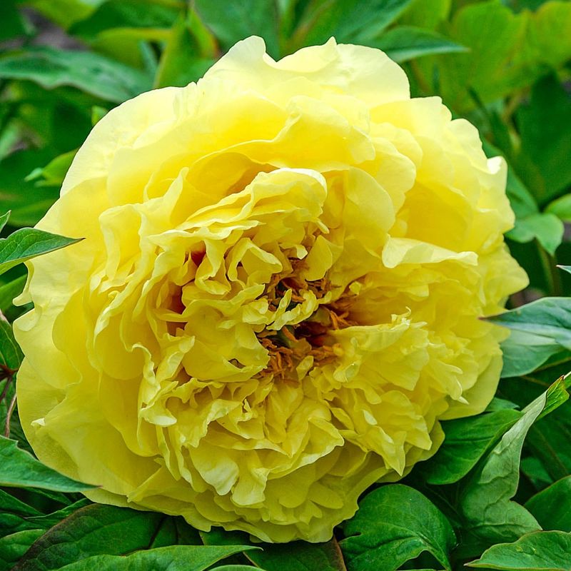 Yellow Peony (Paeonia hybrid)