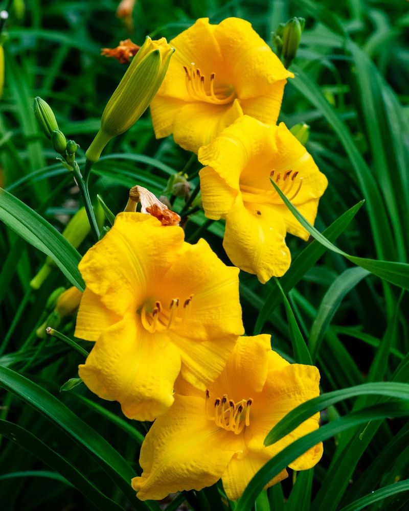Daylilies