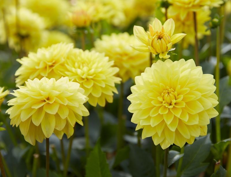 Yellow Dahlias