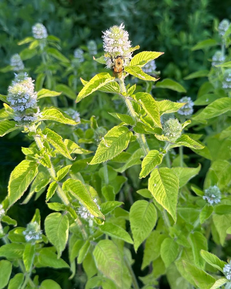 Flowers Failing to Form Buds
