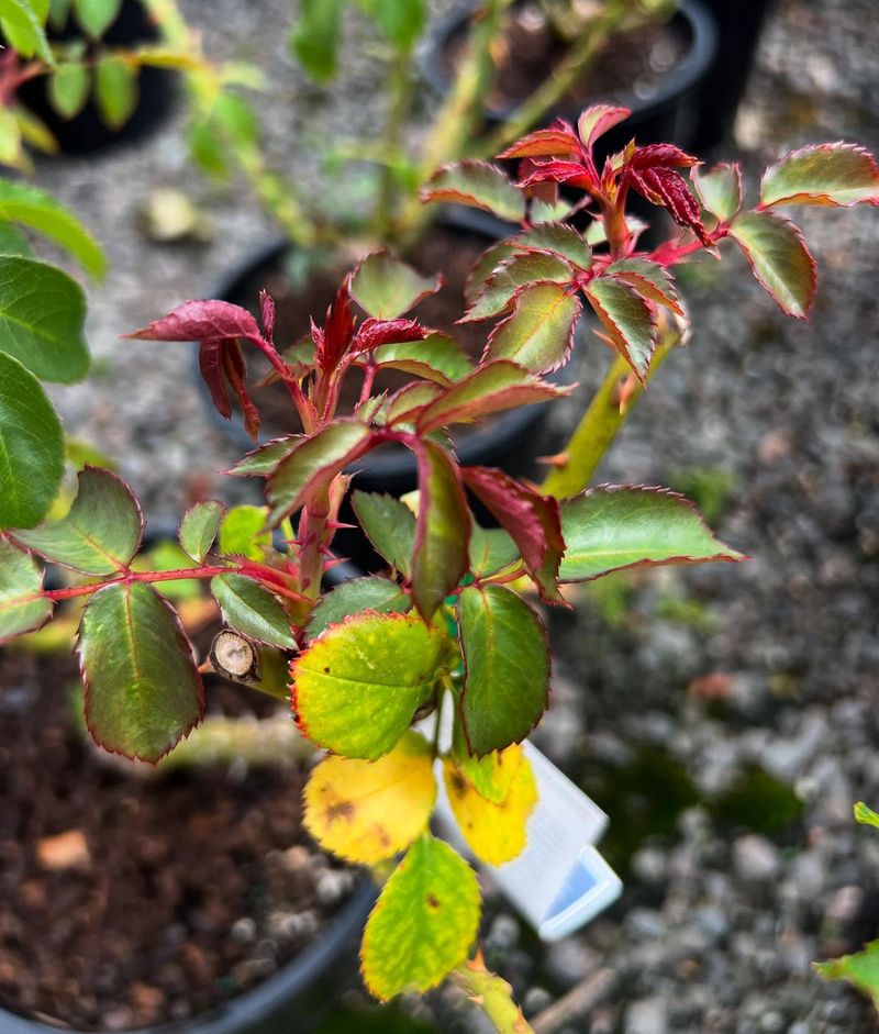 Black Spot Disease