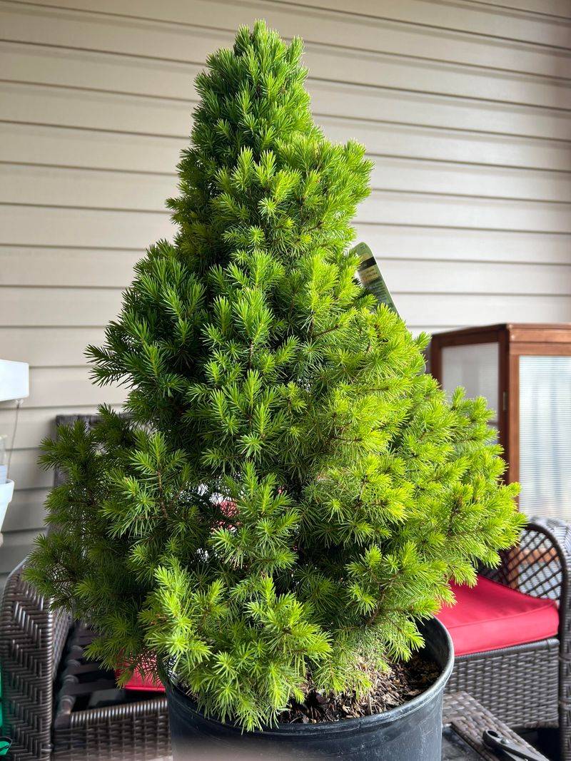 Alberta Spruce: Mite Magnet