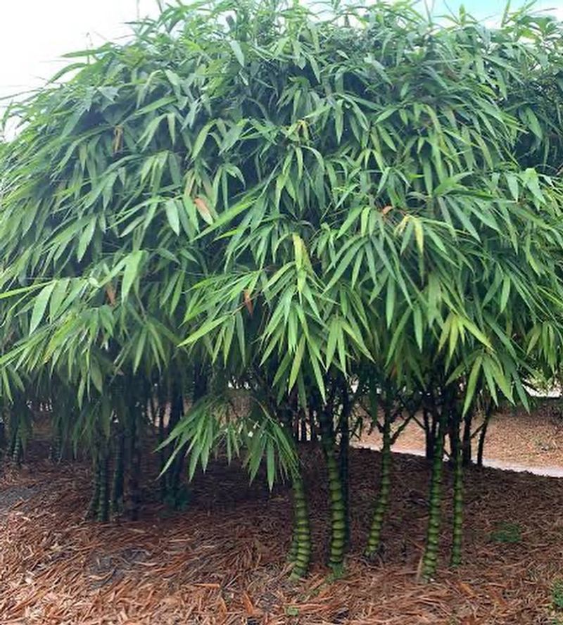 Bamboo