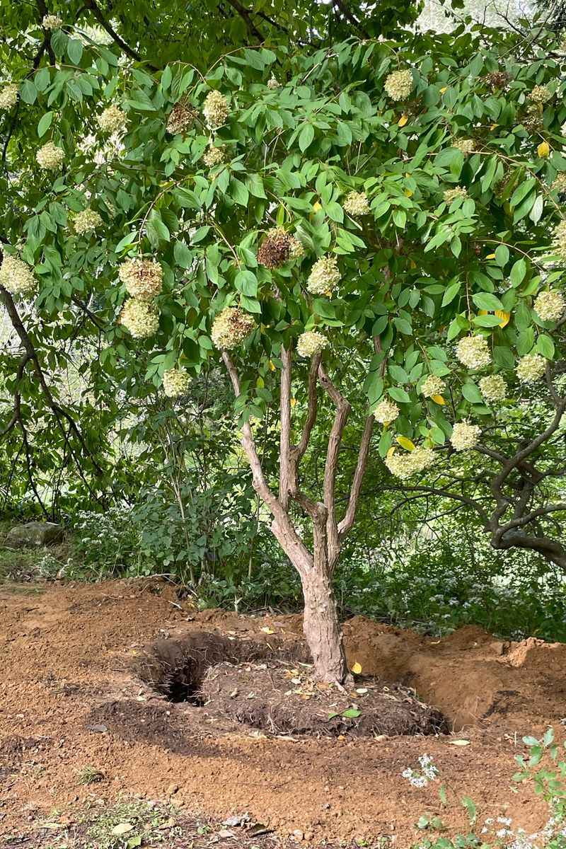 You Can't Transplant Mature Hydrangeas