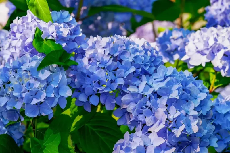 Hydrangeas Need Rich, Fertile Soil To Bloom