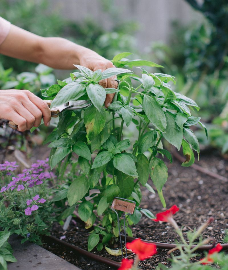 Pinch Those Flower Buds Early