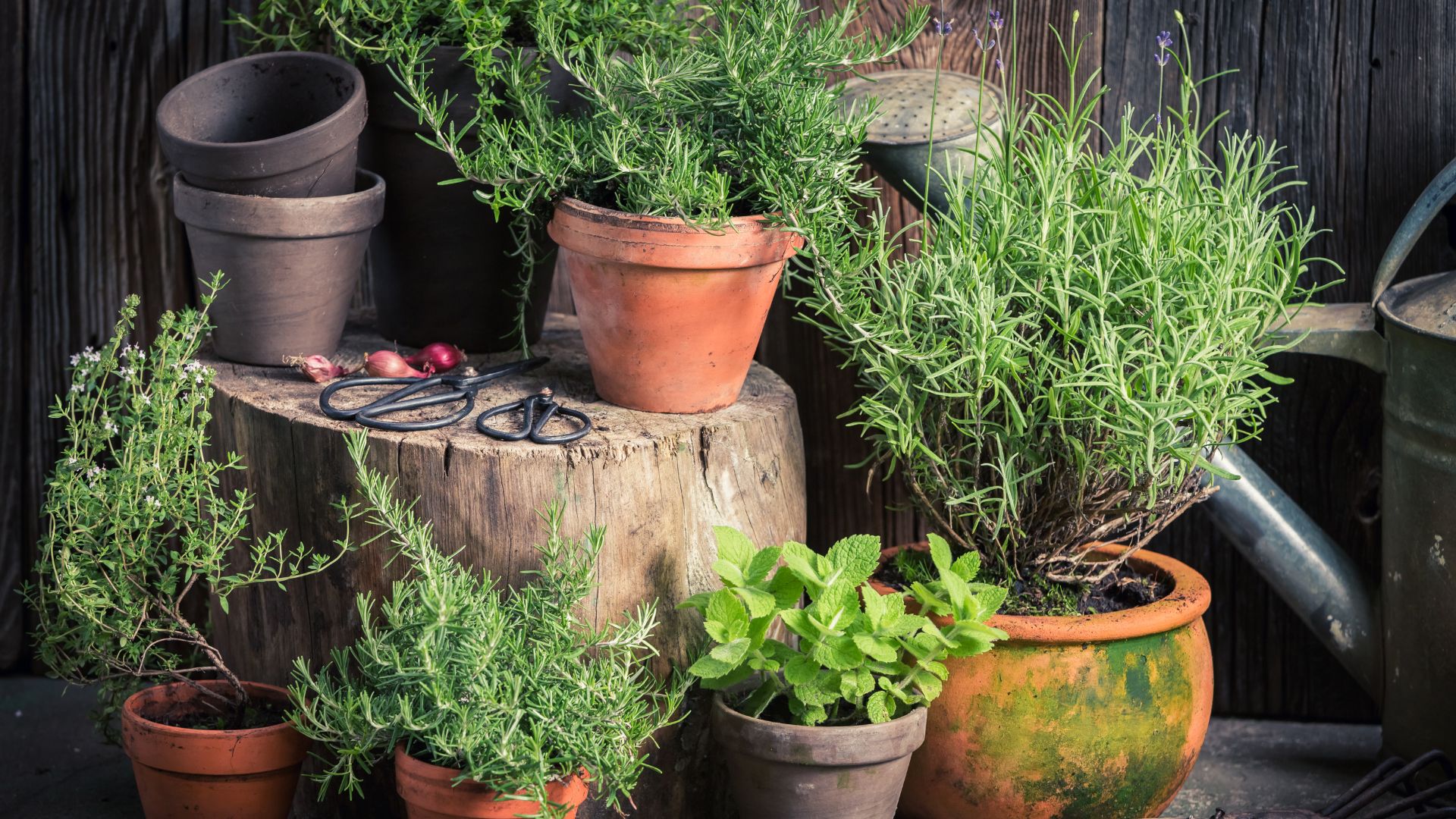 Your Herb Garden Started Flowering? 16 Smart Fixes To Try Now