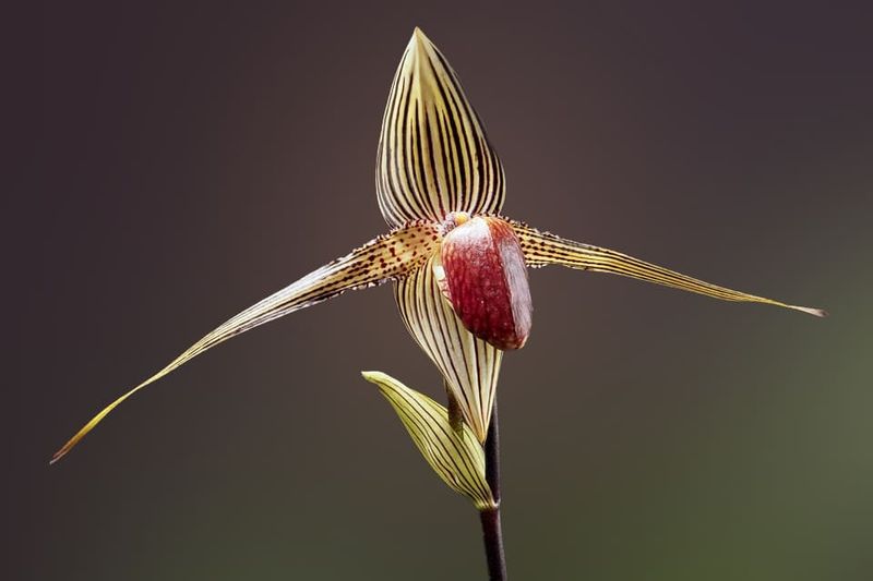 Gold of Kinabalu Orchid (Paphiopedilum rothschildianum)