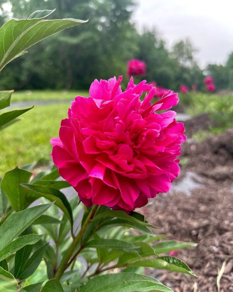 Peonies