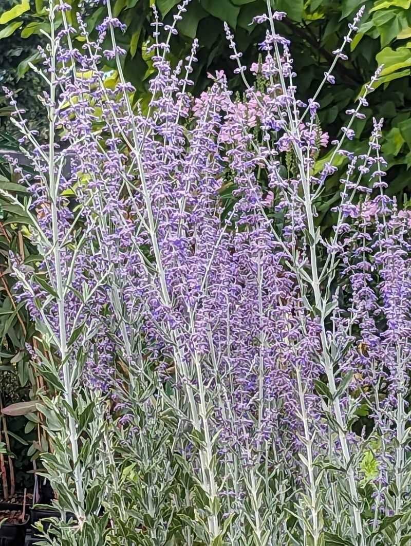Russian Sage