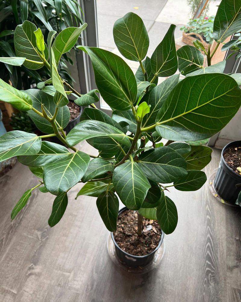 Ficus Audrey