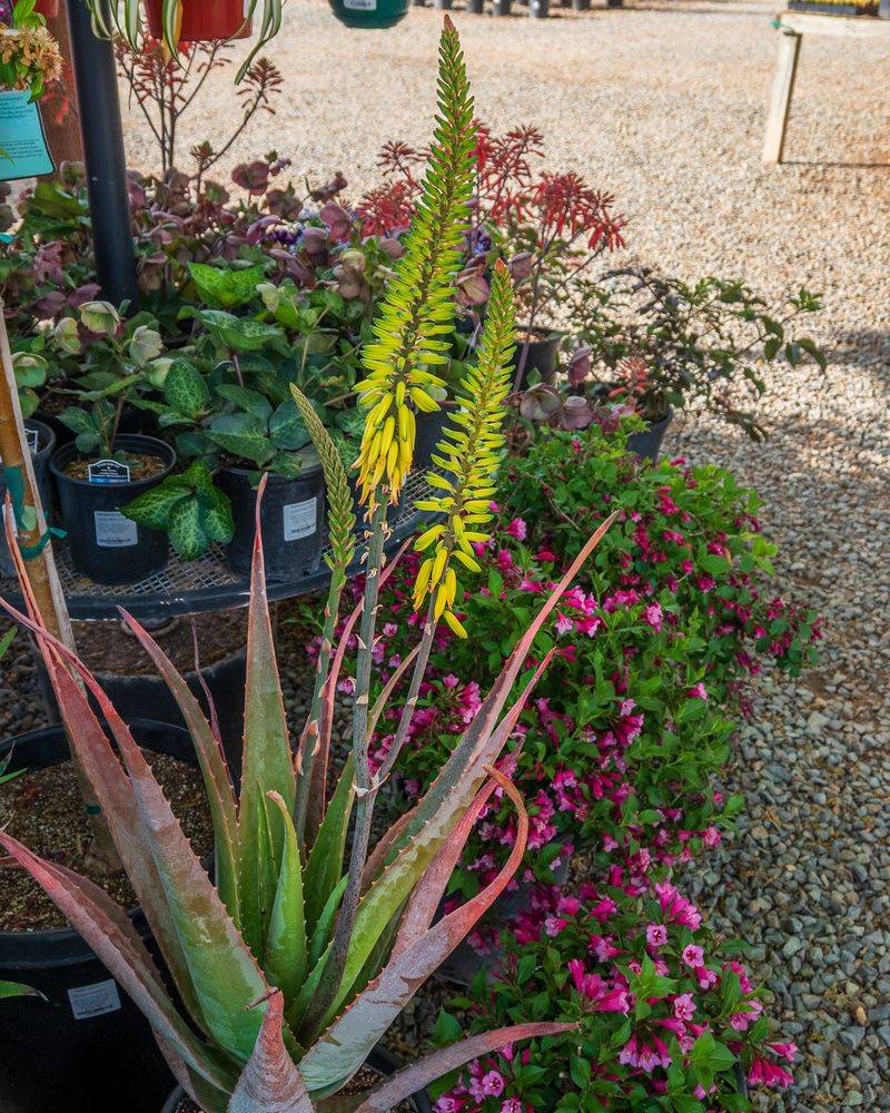 Aloe Vera's Sun-Loving Side