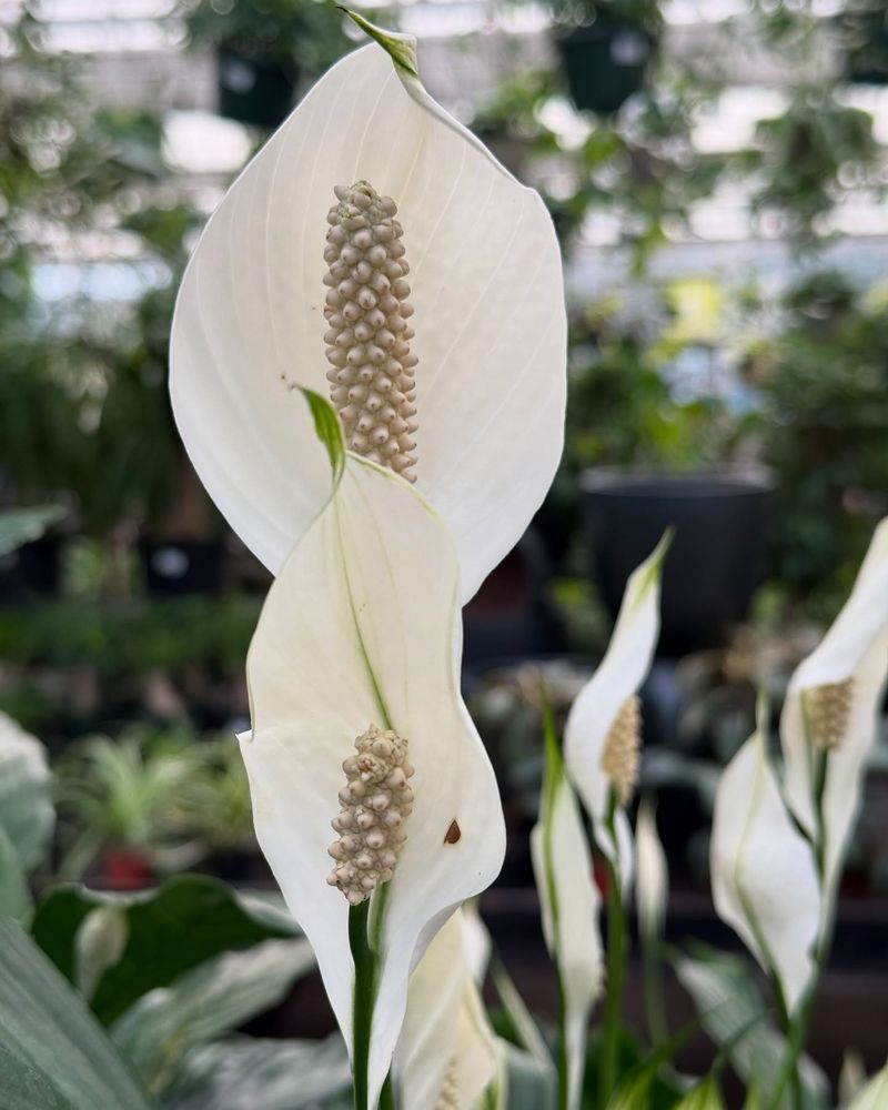 Peace Lily