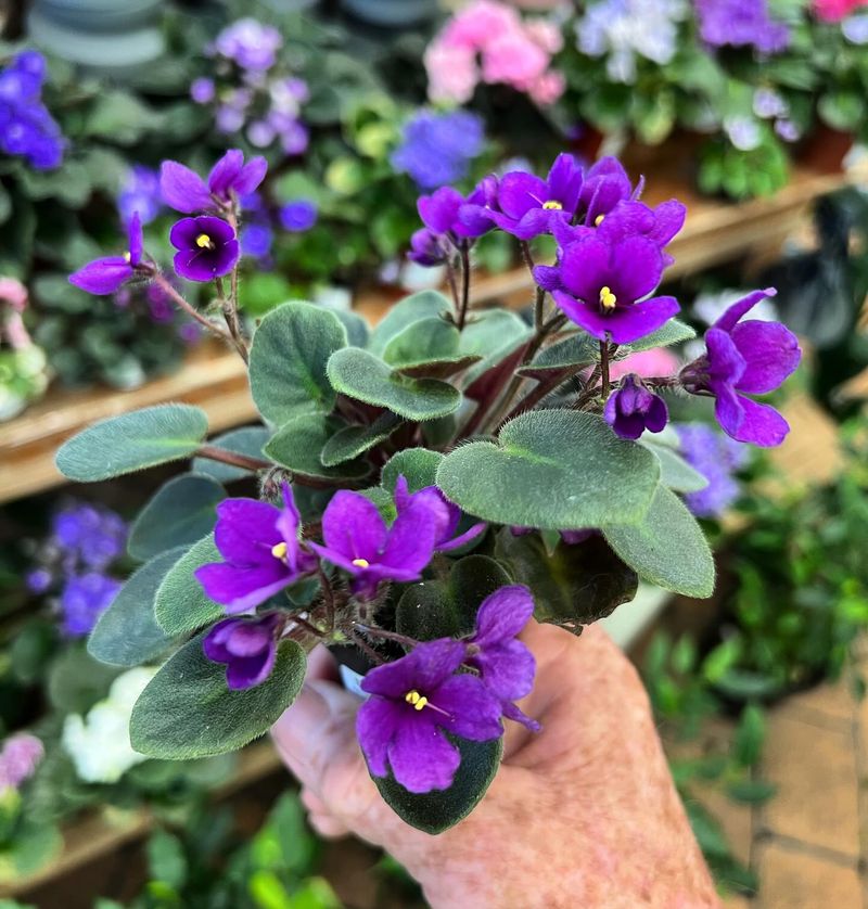 African Violet