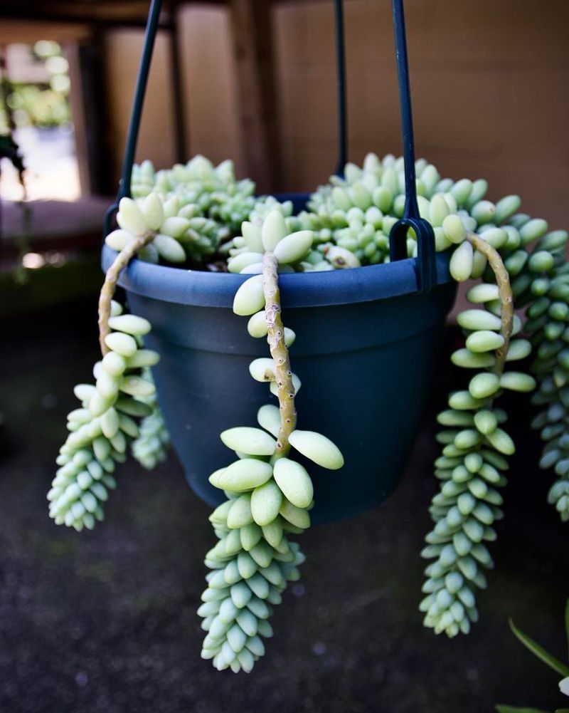 Burro's Tail