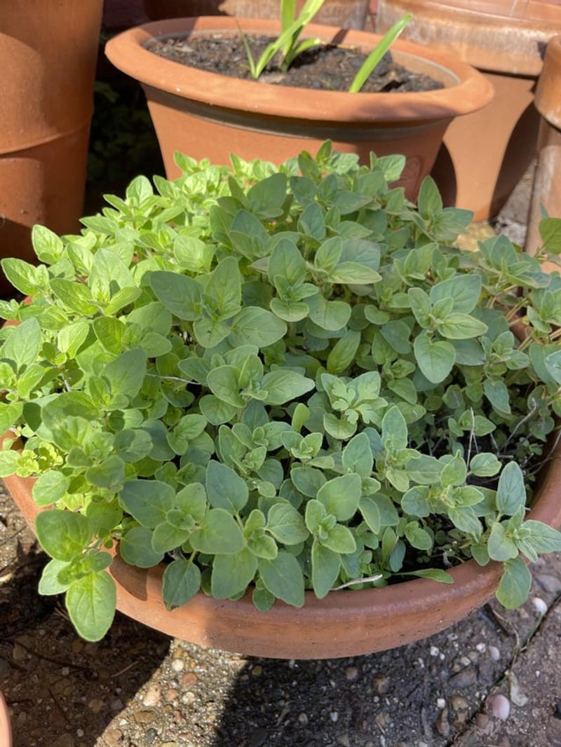 Oregano