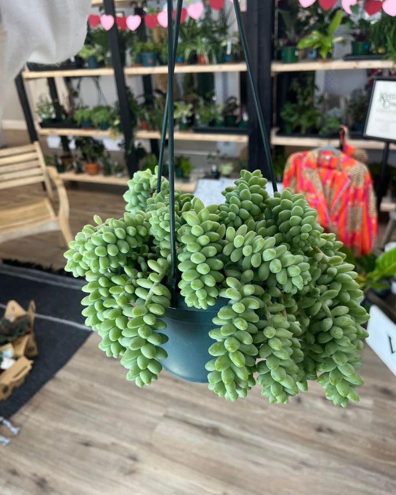 Burro's Tail