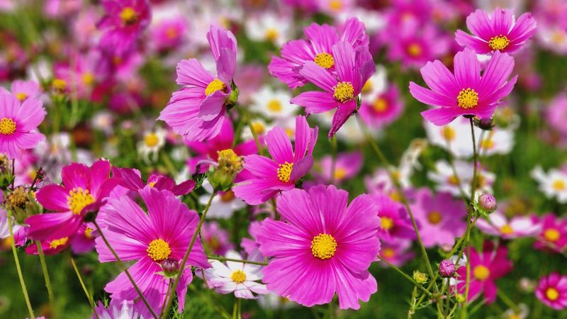 Cosmos