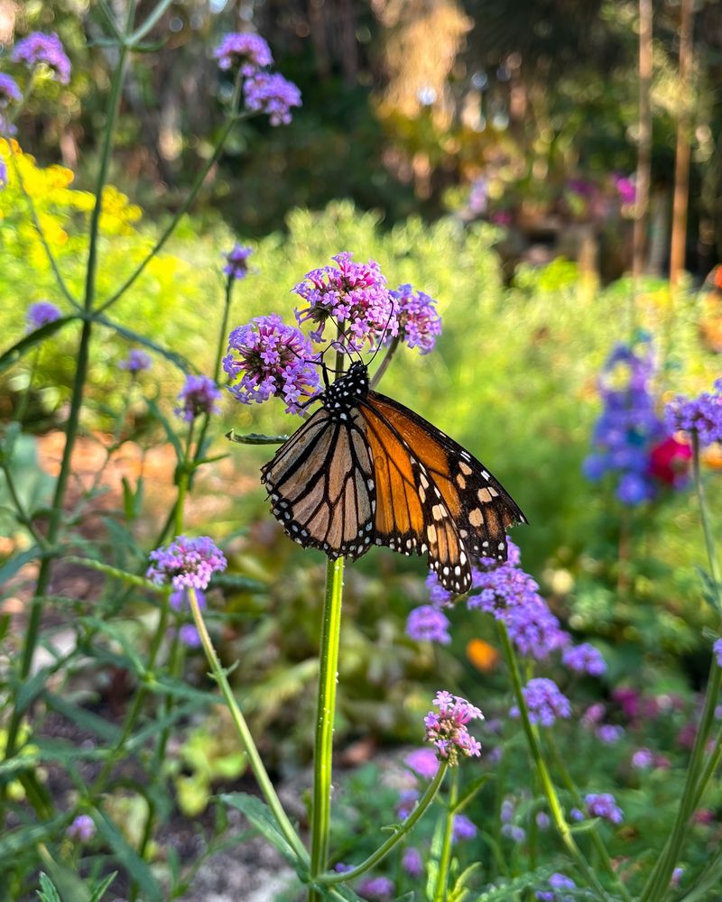 Verbena Bonariensis