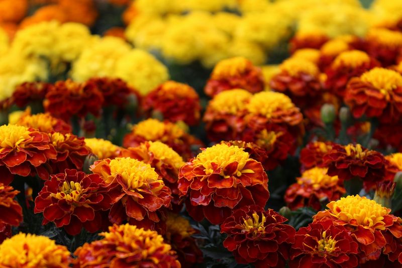 Marigold: Pest-Repelling Powerhouse