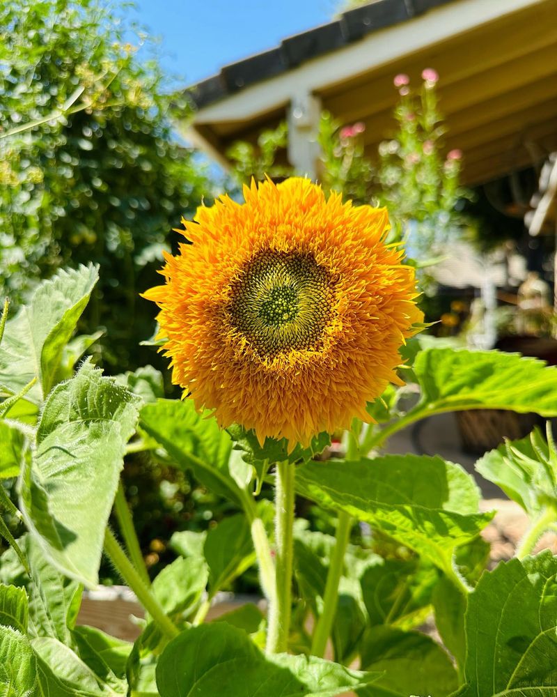 Sunflower 'Teddy Bear'