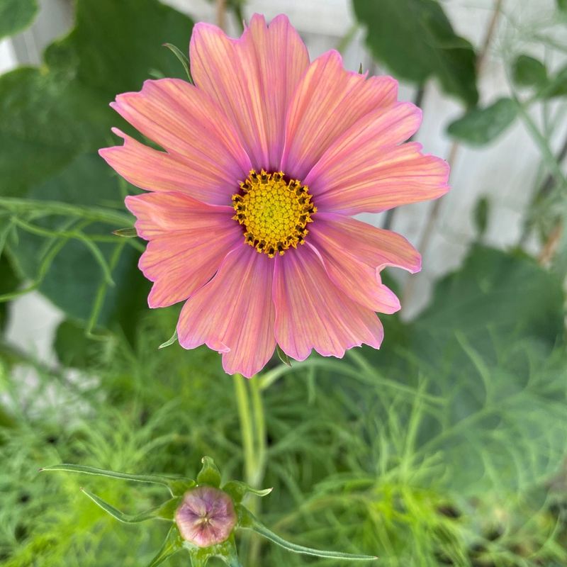 Cosmos