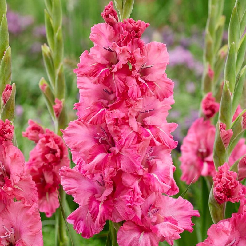 Gladiolus