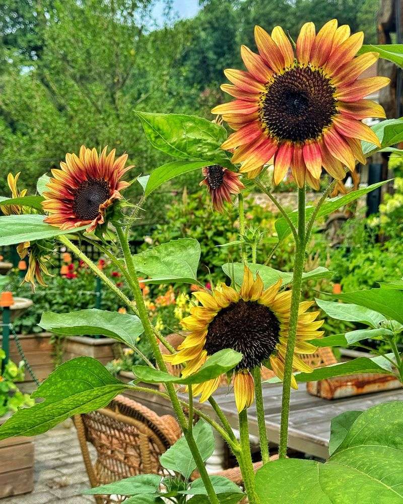 Sunflowers
