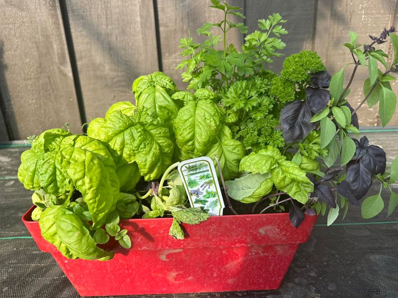 Basil