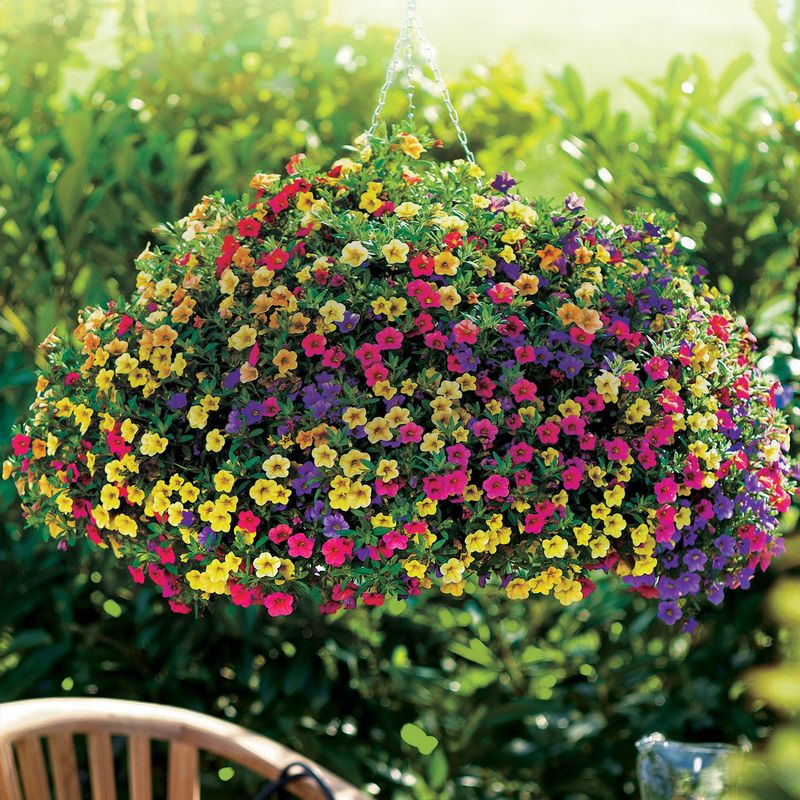 Calibrachoa (Million Bells) - Tiny Flowers, Huge Impact