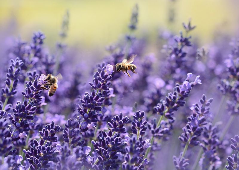 Lavender: Fragrant Purple Clouds