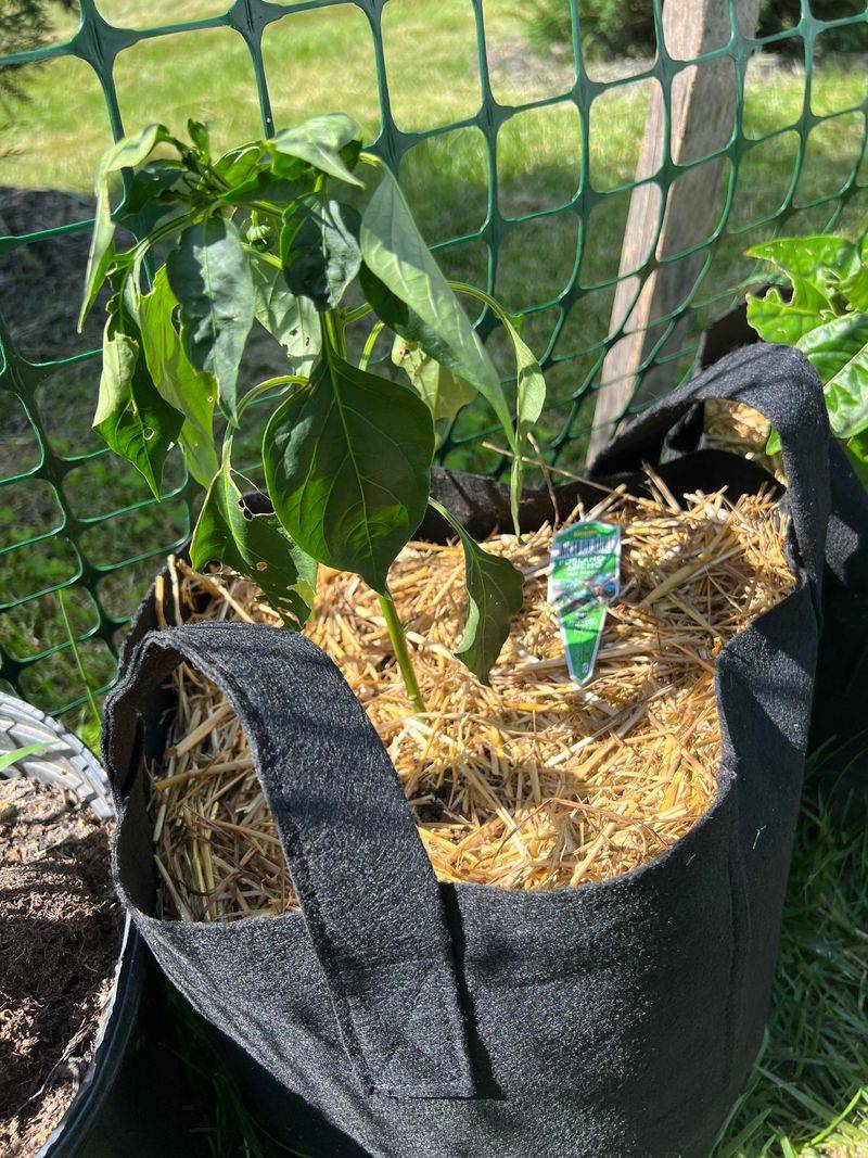 Peppers Perform Poorly