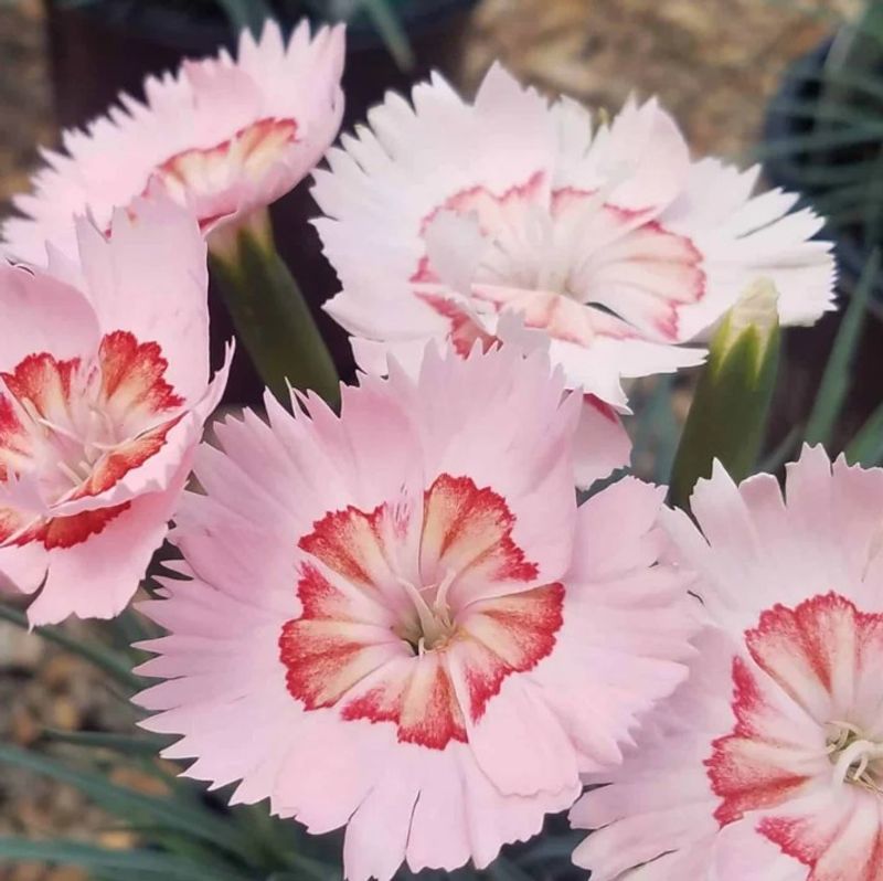 Dianthus