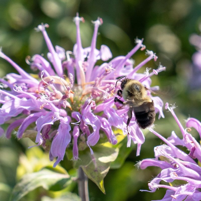 Native Bee Balm