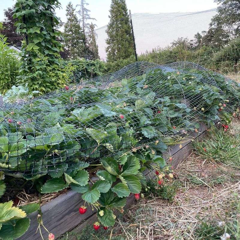 Strawberries