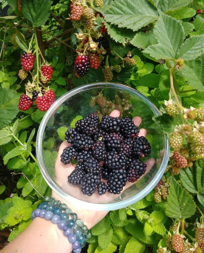 Blackberries