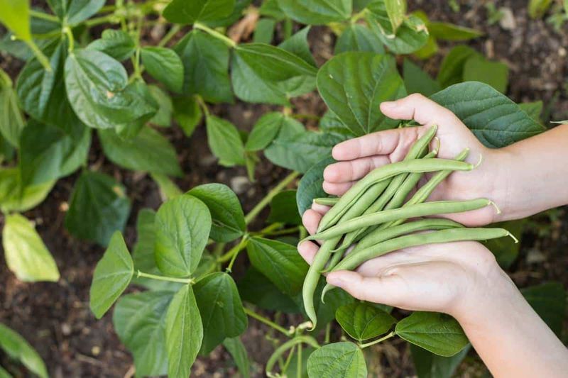 Bush Beans
