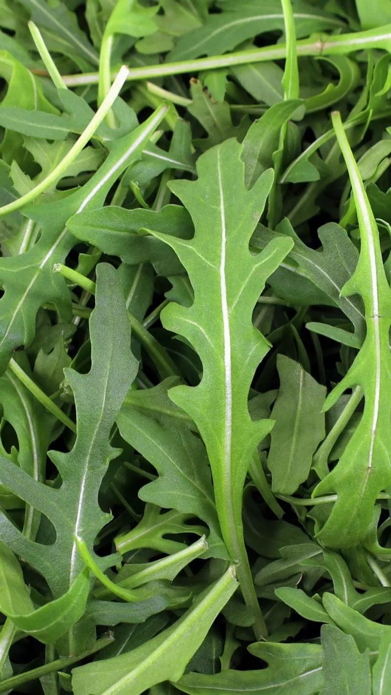 Arugula: Less Bitter, More Peppery In Pots