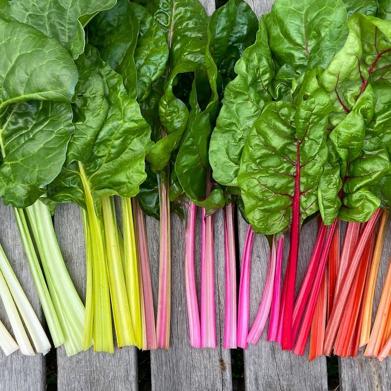 Swiss Chard - Year-Round Color